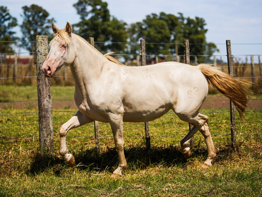 Lote SANTACRUCEÑA LUMINOSA