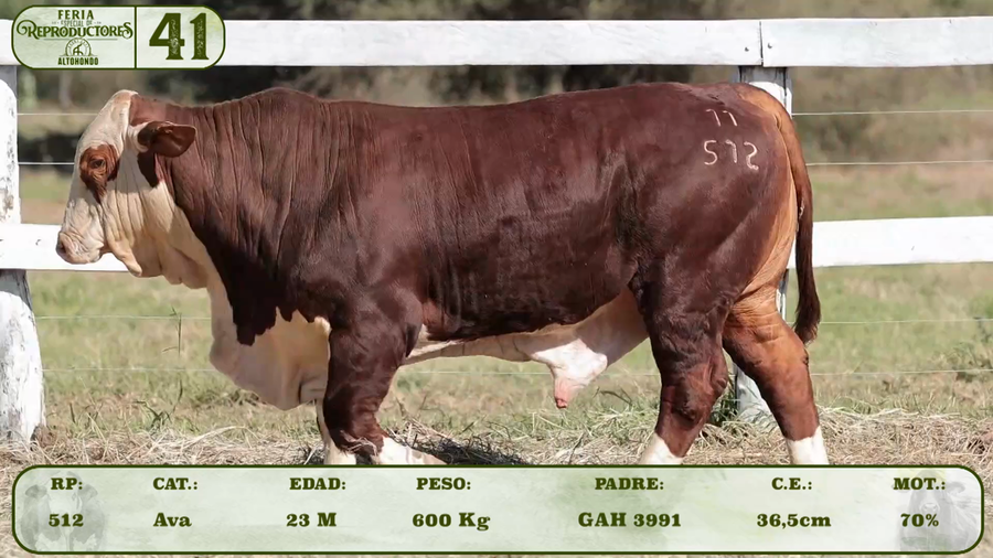 Lote LOTE 41