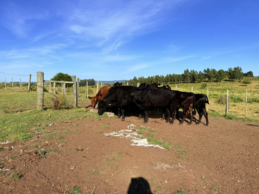 Lote Vacas Preñadas