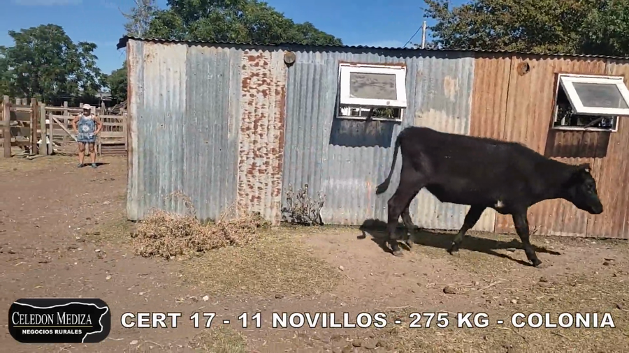Lote 11 Novillos 1 a 2 años en Colonia