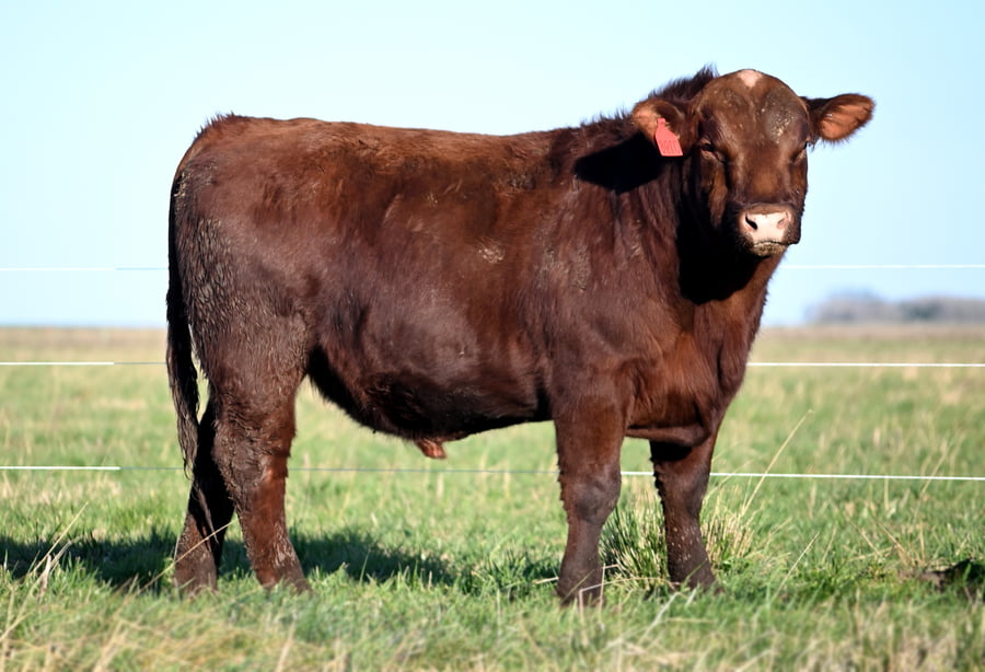 Lote TOROS PUROS CONTROLADOS