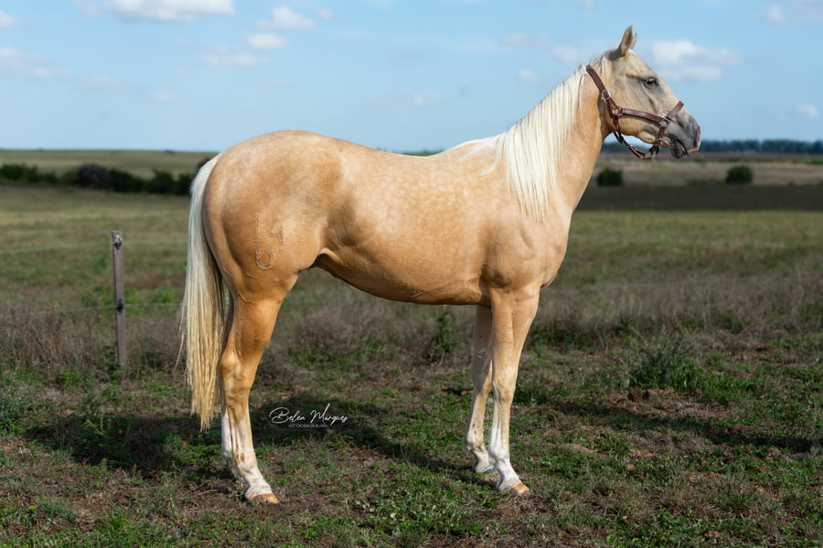 Lote CALCOL AR LIRUPE SPARK