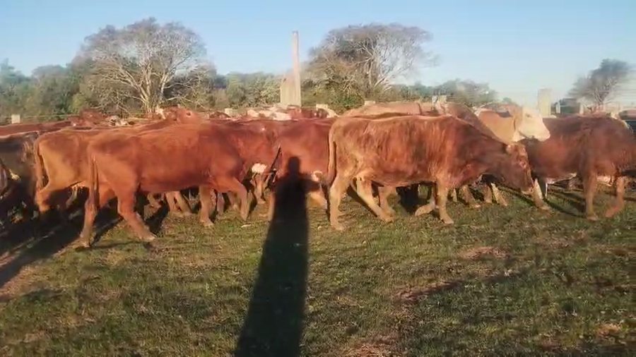 Lote 35 Vacas CUT preñadas