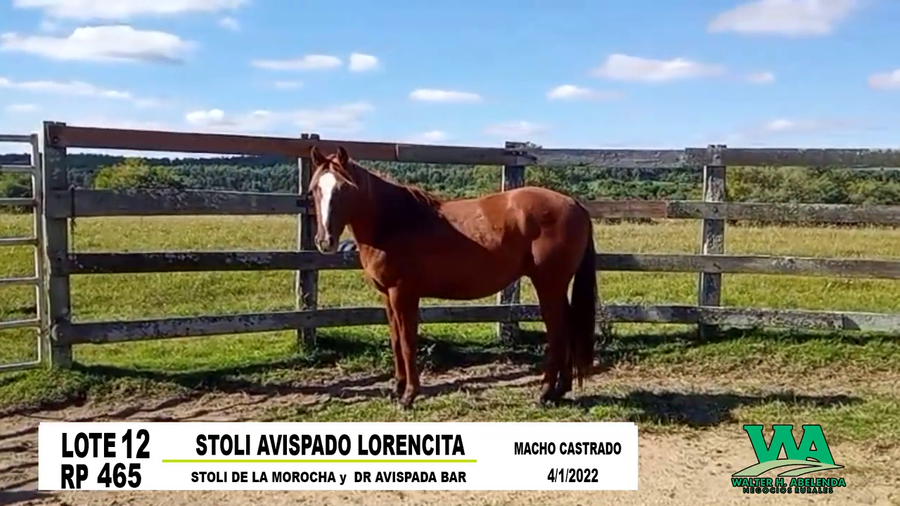 Lote STOLI AVISPADO LORENCITA
