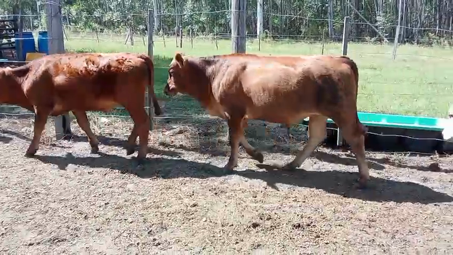 Lote 10 Terneros/as en Corrientes, Monte Caseros