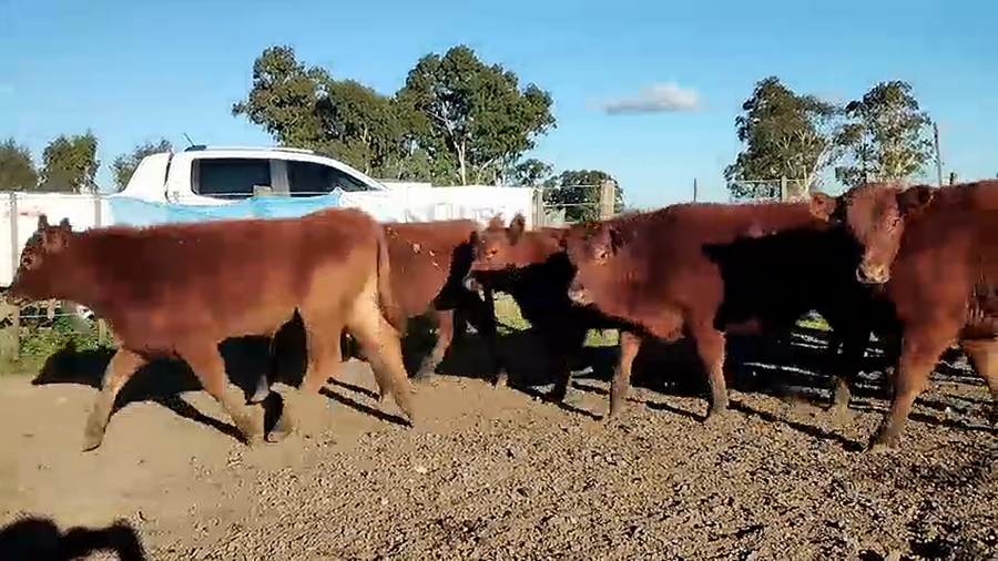 Lote 60 Terneras en Olavarría