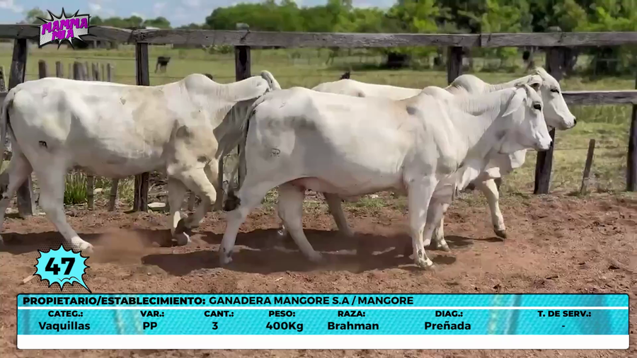 Lote LOTE 47- EN VIVO