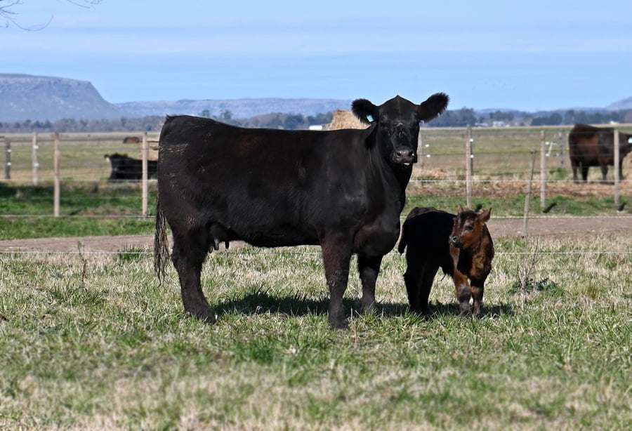 Lote VAQUILLONA PURA DE PEDIGREE