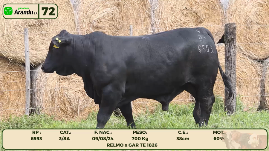 Lote LOTE 72