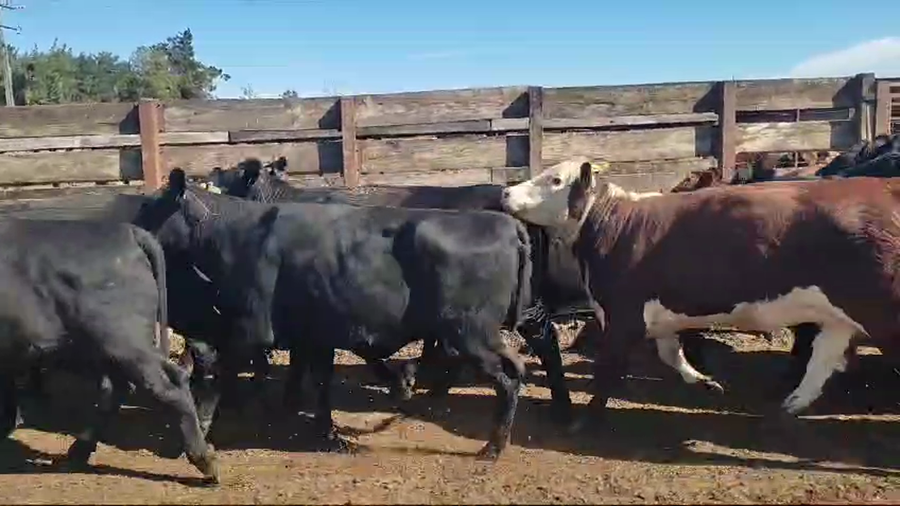 Lote 20 Vaquilla Gorda en Los Ángeles, VIII Región Biobío