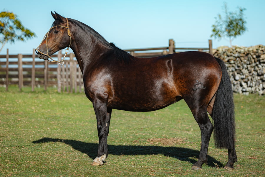 Lote Consejero Mandarina