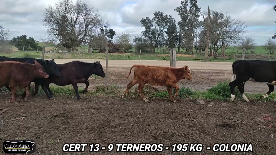 Lote 9 Terneros en Paso Antolín, Colonia