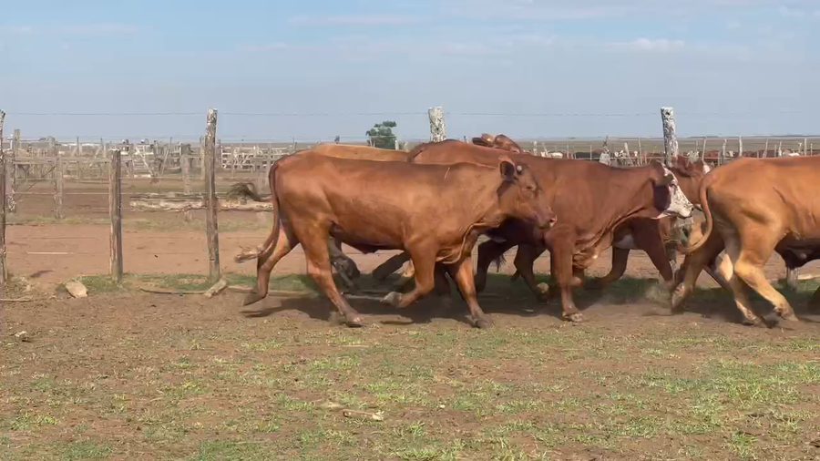 Lote 80 Novillos en Santo Tomé, Corrientes