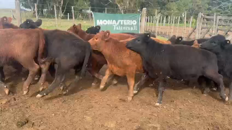 Lote 70 Terneras en Córdoba, Gral. Levalle