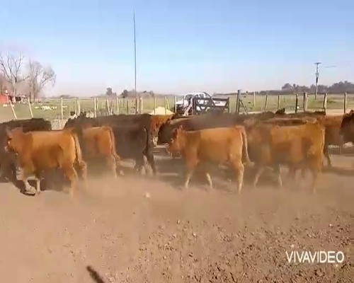 Lote 36 Terneras en San Andrés de Giles, Buenos Aires