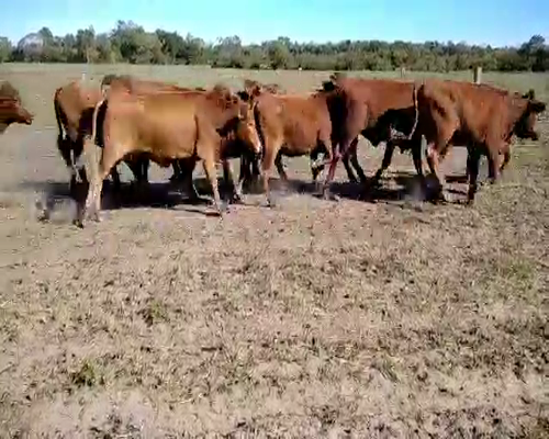 Lote 40 Vaquillonas en El Colorado, Formosa