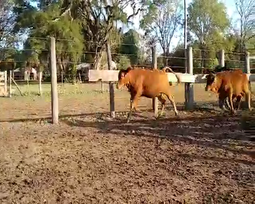 Lote 100 Terneras en Misión San Fco., Formosa