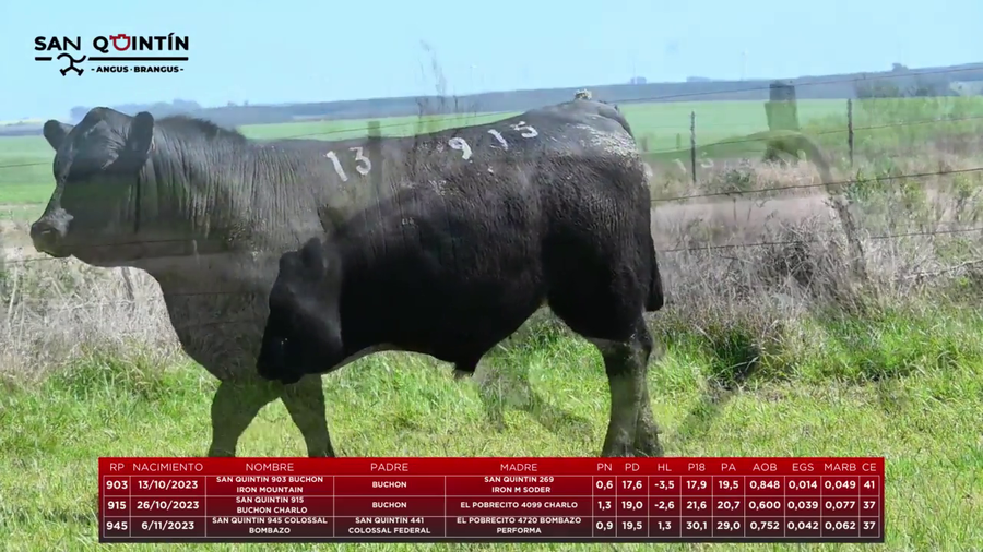Lote LOTE 13 - ABERDEEN ANGUS PI