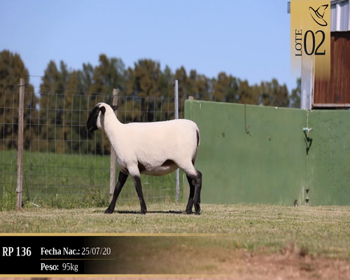 Lote Borregas a remate en Cabaña Las Brujas, San José