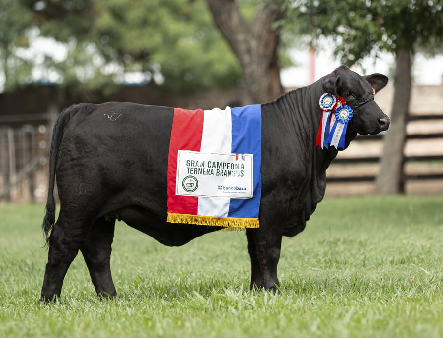 Lote Brangus a Bozal Expo 2022 RP 121- Lote 20