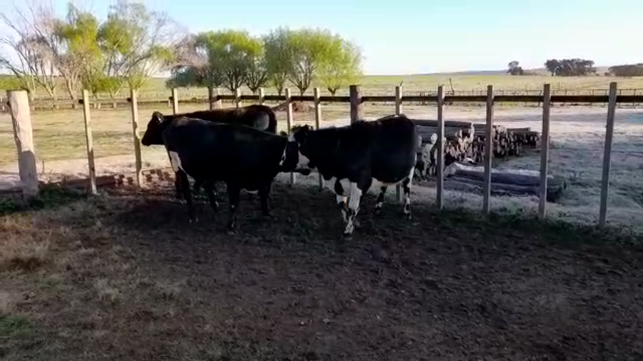 Lote 3 Vaquillonas 1 a 2 años a remate en PANTALLA FEDERICO GARLAND 480kg -  en ANCHORENA