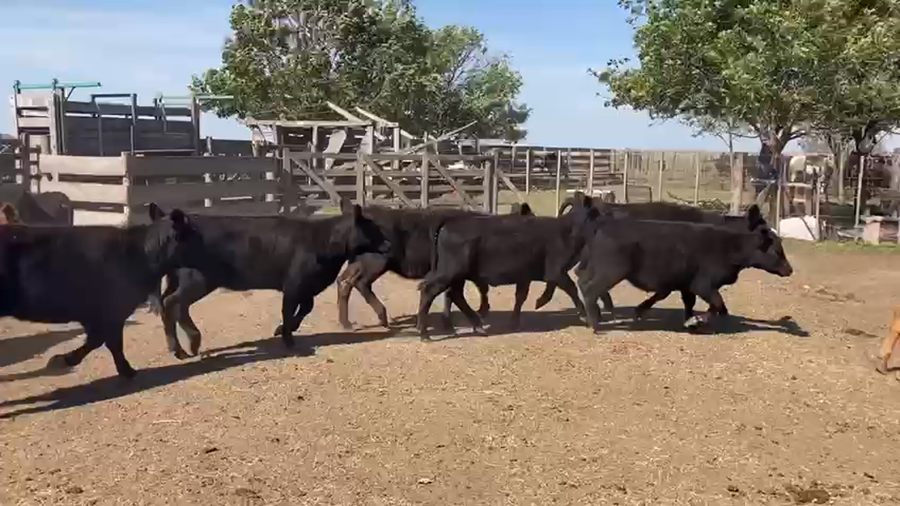 Lote 65 Terneras en Azul, Buenos Aires