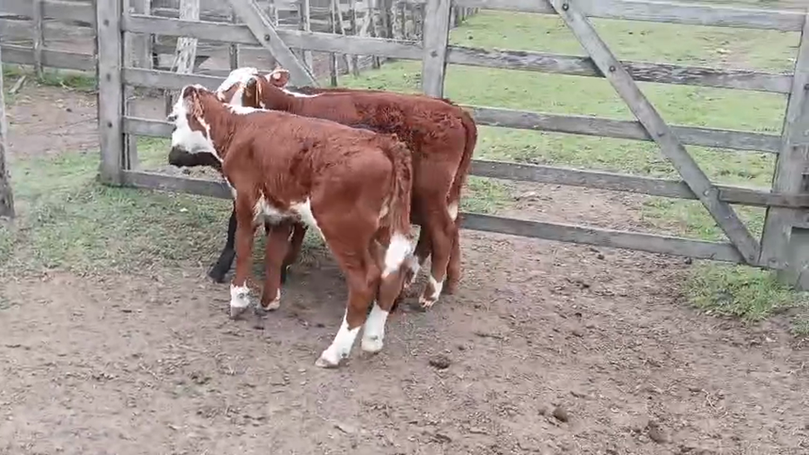 Lote 4 Terneros a remate en Pantalla Camy - Aniversario 31 Años 80kg - , San José