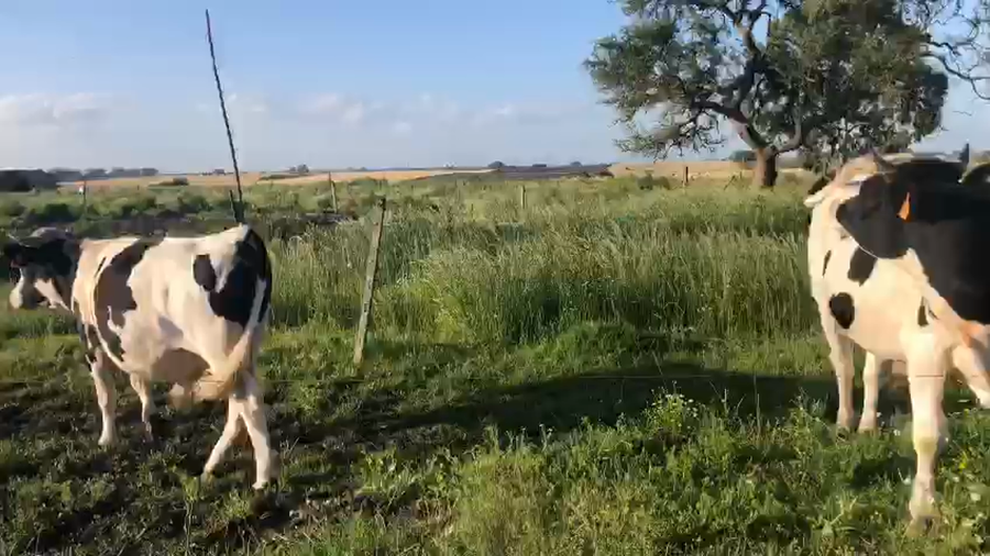 Lote (Vendido)2 Toros Holando a remate en Pantalla Camy 350kg -  en Ruta 23 Km 117