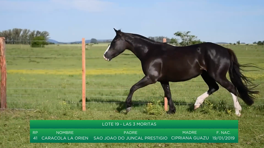 Lote Caracola La Orien