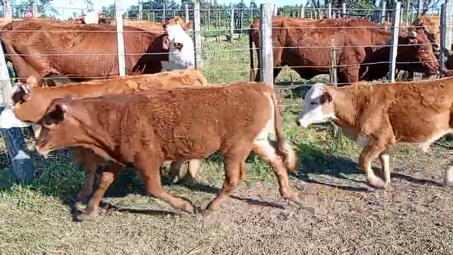 Lote 30 Terneros/as