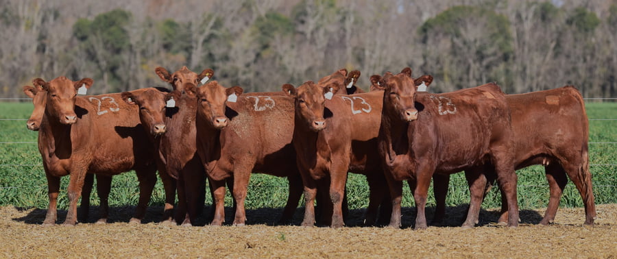 Lote VAQUILLONAS ANGUS PC PRIMAVERA