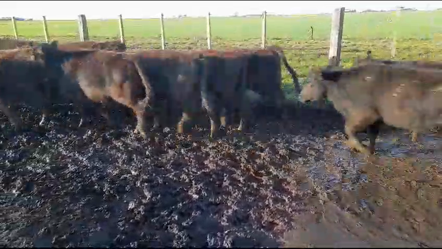 Lote 170 Vaquillonas en Gral. Lamadrid, Buenos Aires