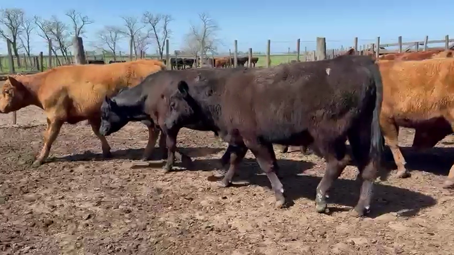 Lote 74 Novillitos