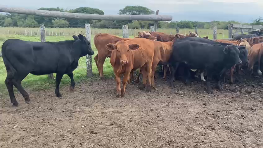 Lote 105 Terneras en Goya, Corrientes