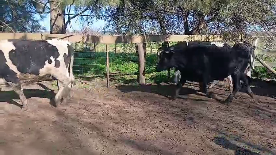 Lote 40 Novillitos