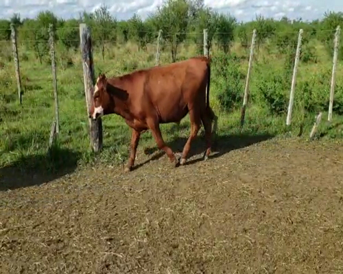 Lote 70 Novillitos en Villaguay, Entre Ríos