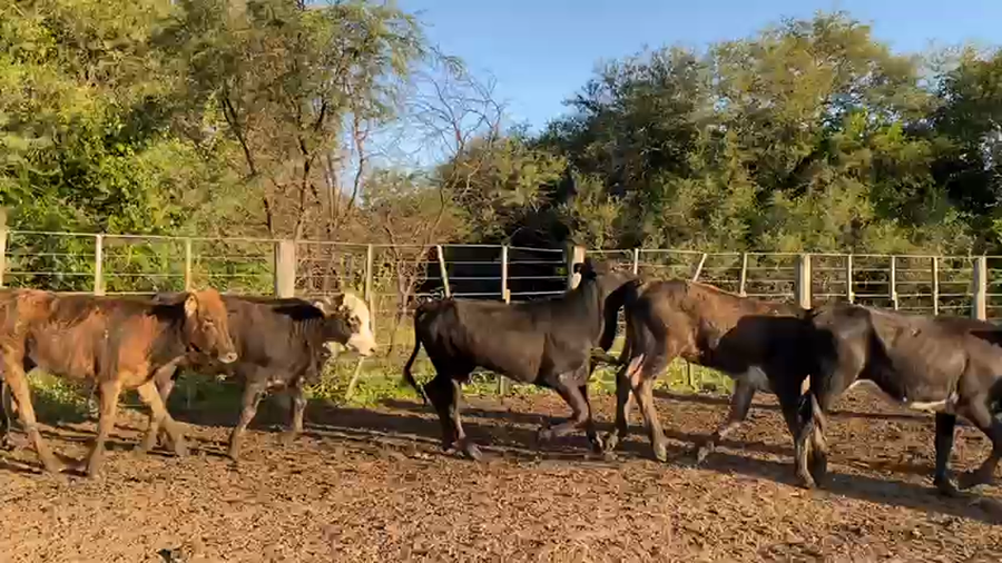 Lote 100 Terneras en Pto. Eva Perón, Chaco