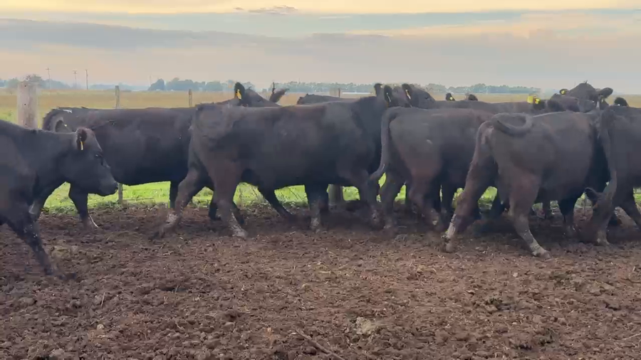 Lote 30 Vacas nuevas C/ gtia de preñez