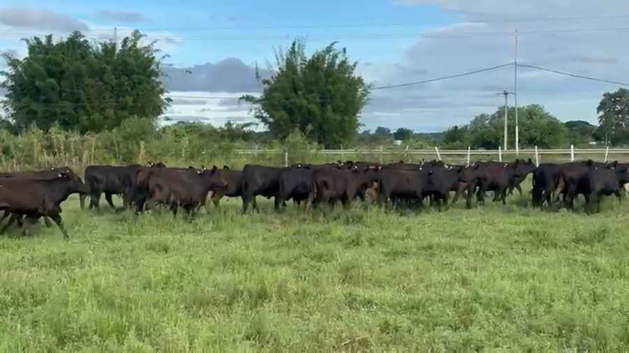 Lote 69 Terneros/as en Corrientes, Santa Lucía