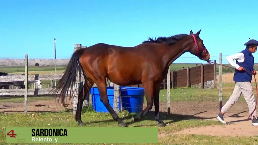 Lote SARDONICA