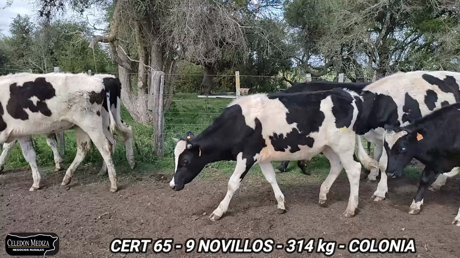 Lote 9 Novillos 1 a 2 años en Artilleros, Colonia