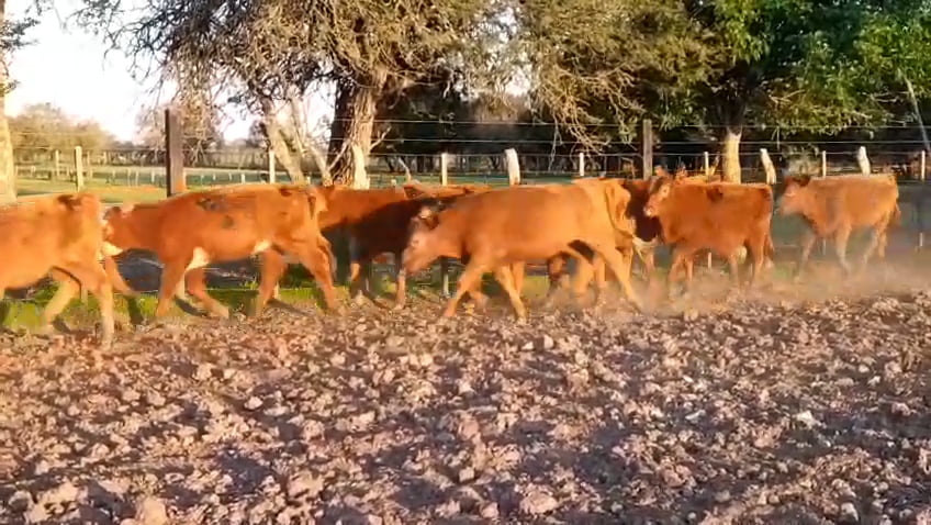 Lote 70 Terneras
