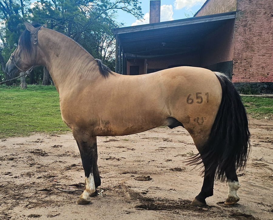 Lote Del Goyaz Estribo