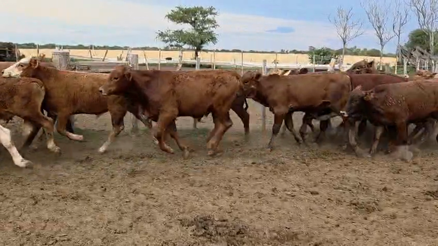 Lote 70 Terneros en Corrientes, Pueblo Libertador