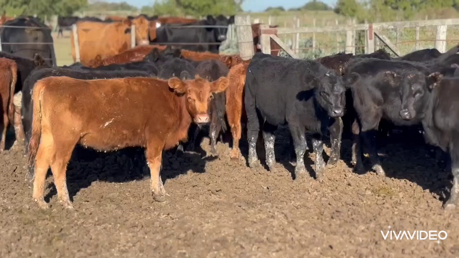 Lote 70 Terneras