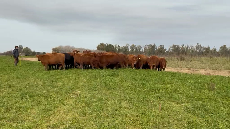 Lote 39 Vaquillonas C/ gtia de preñez