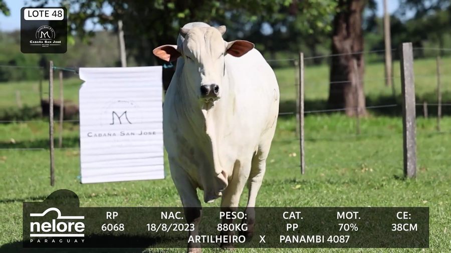 Lote LOTE 48