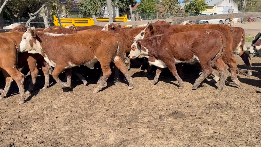 Lote 100 Terneros/as en Corrientes, San Roque