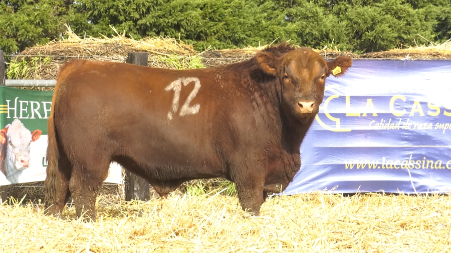 Lote TOROS ANGUS PURO CONTROLADO