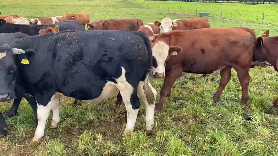 Lote 41 Novillo Engorda en Paillaco, XIV Región Los Ríos